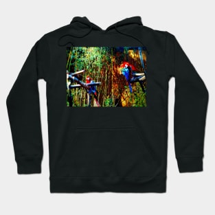 Scarlet Macaws Hoodie